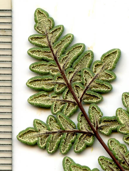  Notholaena californica D.C.Eaton ssp.californica